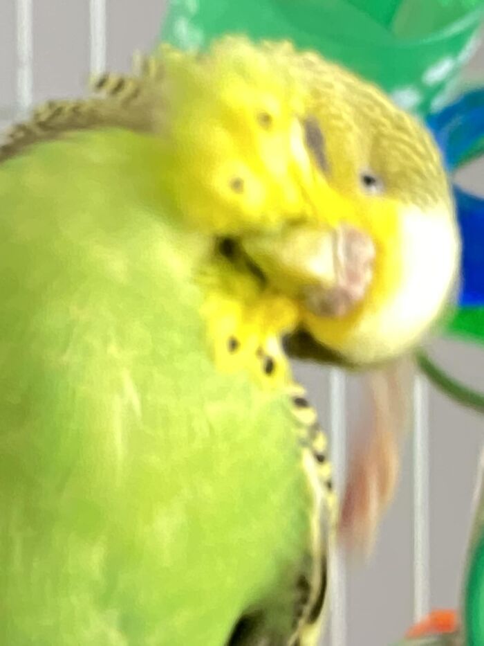 My Budgies Are So Hooked On Kale And Sacha Gets It All Over Her Face. She Apparently Knows The Entire Perimeter Of Her Beak Is Dyed Kale Green So She Provides Me Such Beautiful Photos