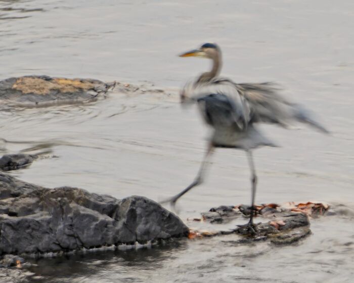 The Heron Was Performing The River Dance This Morning, At The Exact Moment The Shutter Opened. His Timing Was Perfect!