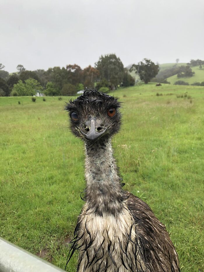 Today I Met Mr Wet Emu
