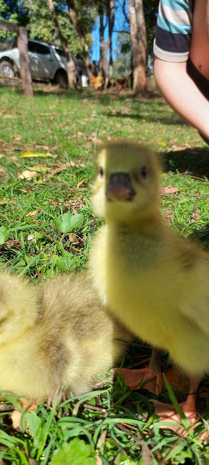 Trying To Photograph Baby Geese Is Really Hard!