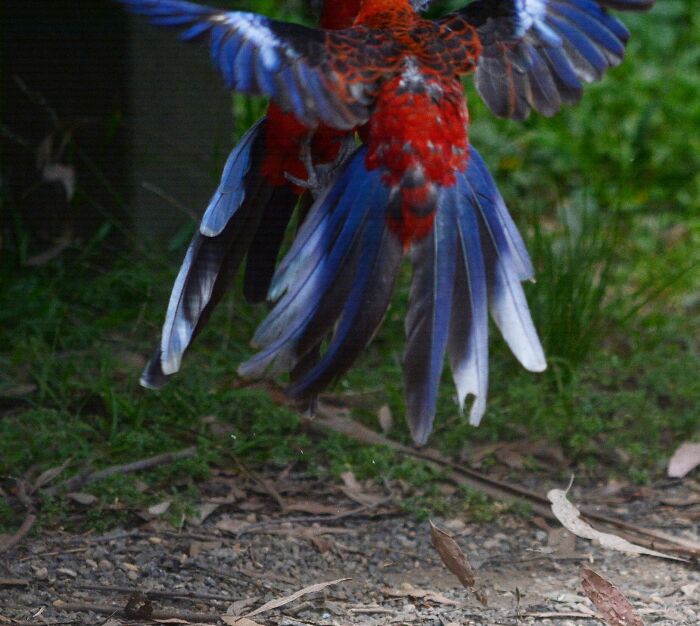 Two Crimson Rosellas Having A Fight. Pity I Missed The Heads