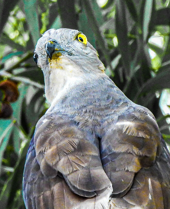 Pacific Baza Looking Tough