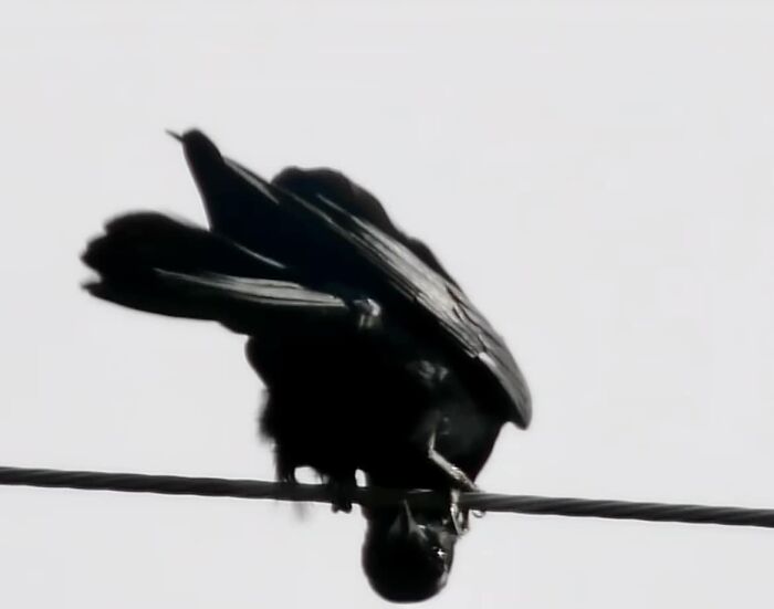 There Is Just No Sneaking Up, On A Fish Crow