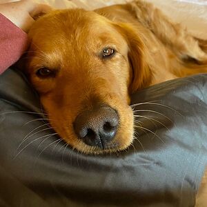 elisabethgenasci avatar