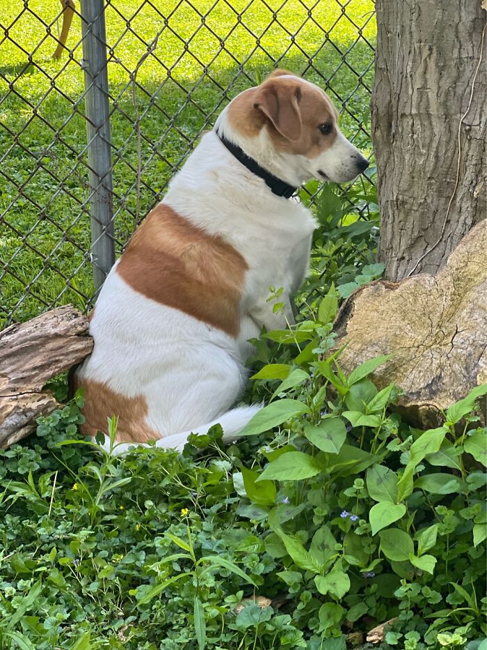 This Is Zoomie; He Owns My Sister. Theyre Not Getting Along Right Now But I Love Them Both