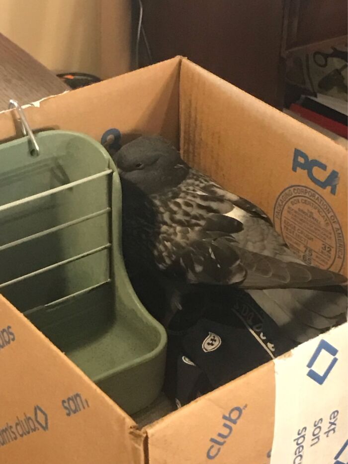 My Mom Found A Pigeon While On A Walk