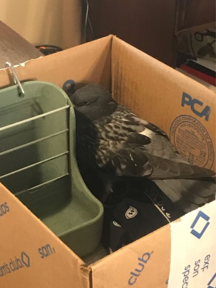 My Mom Found A Pigeon While On A Walk My Mom Found A Pigeon While On A Walk