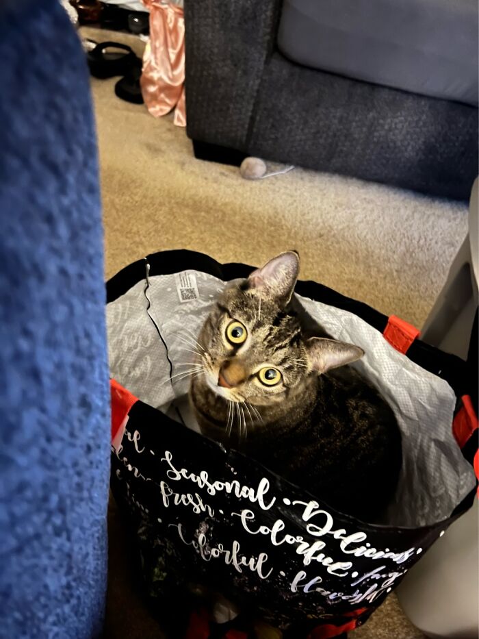 You Heard Of Cat In The Hat, Well She Is Cat In The Bag!