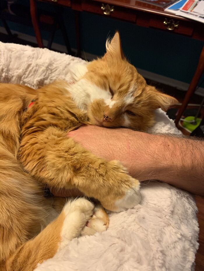Our 🐈, Diggity, Who Reaches For Snuggles Daily, Follows Us Off Leash Forest Adventures & More ❤️