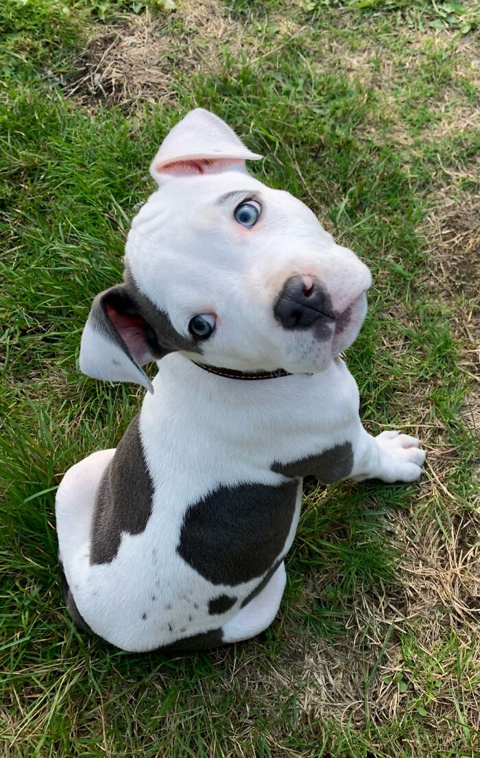 My Little Blue-Eyed Boi With A Heart On His Side As Well…