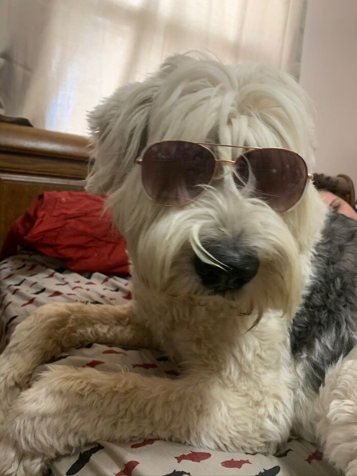 My Old English Sheepdog Fezzik Eugene