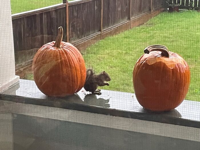 Thanks For The Pumpkin Buffet!