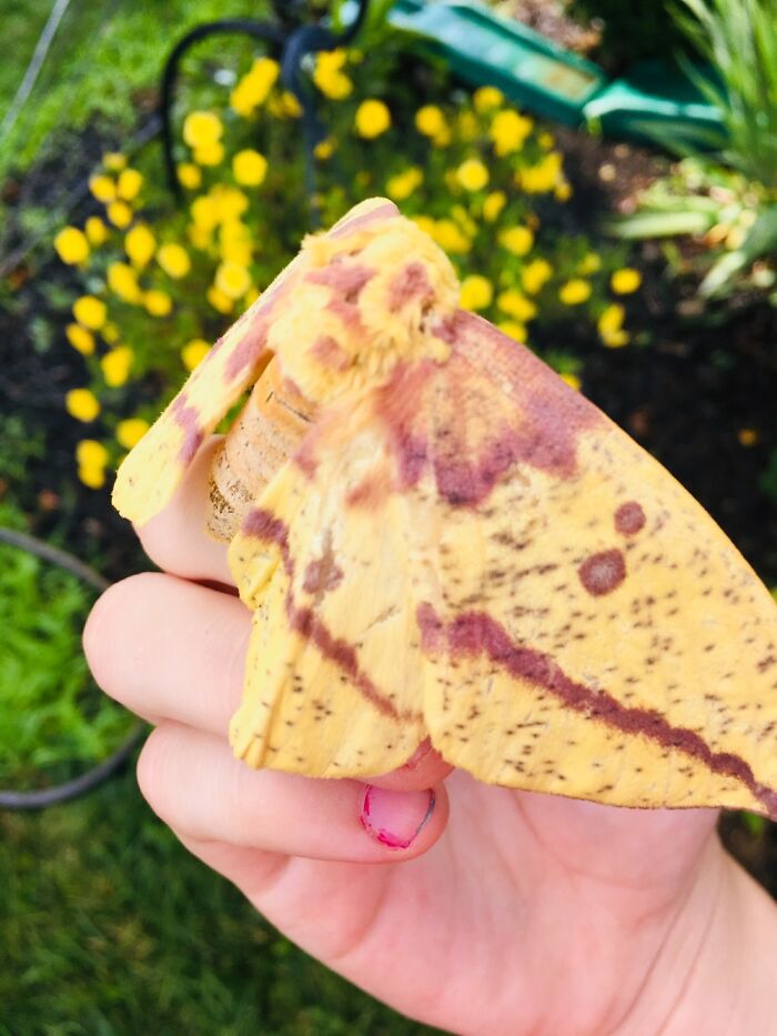 Lovingly Named “Banana”. (Apologies For My Hideous Remnants Of Nail Polish)