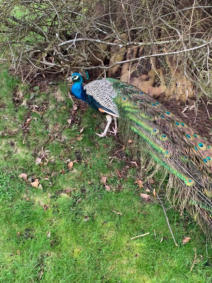 Peacock That Roams Nearby