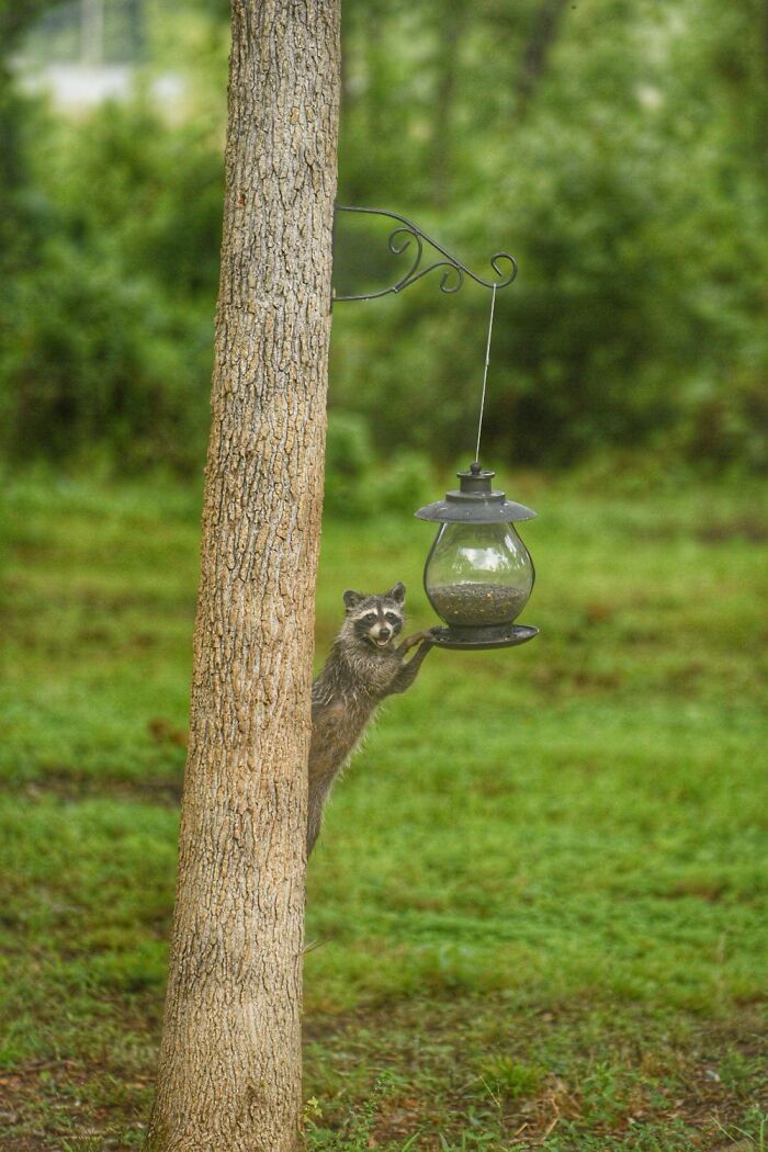 Raccoon Caught In The Act
