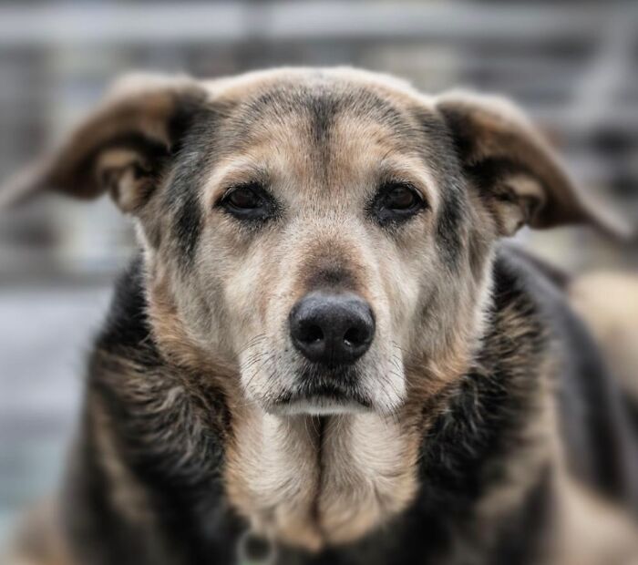 Strays And Rescues Need Your Help! Strays And Rescues Need Your Help!