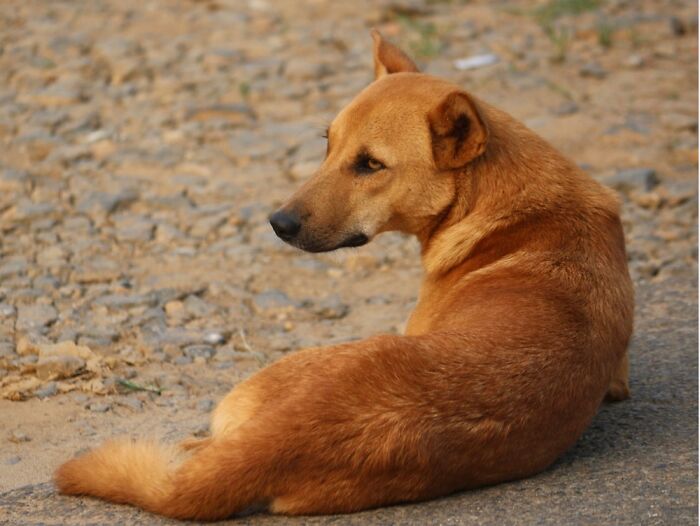 Strays And Rescues Need Your Help! Strays And Rescues Need Your Help!