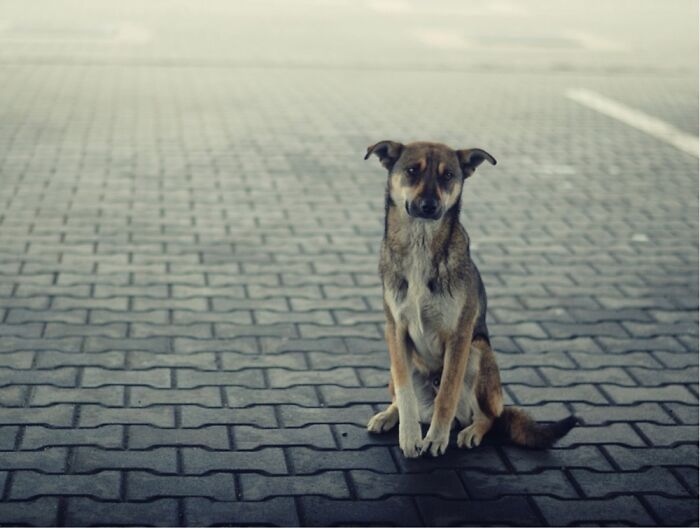 Strays And Rescues Need Your Help! Strays And Rescues Need Your Help!