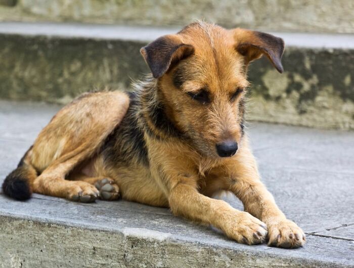 Strays And Rescues Need Your Help! Strays And Rescues Need Your Help!