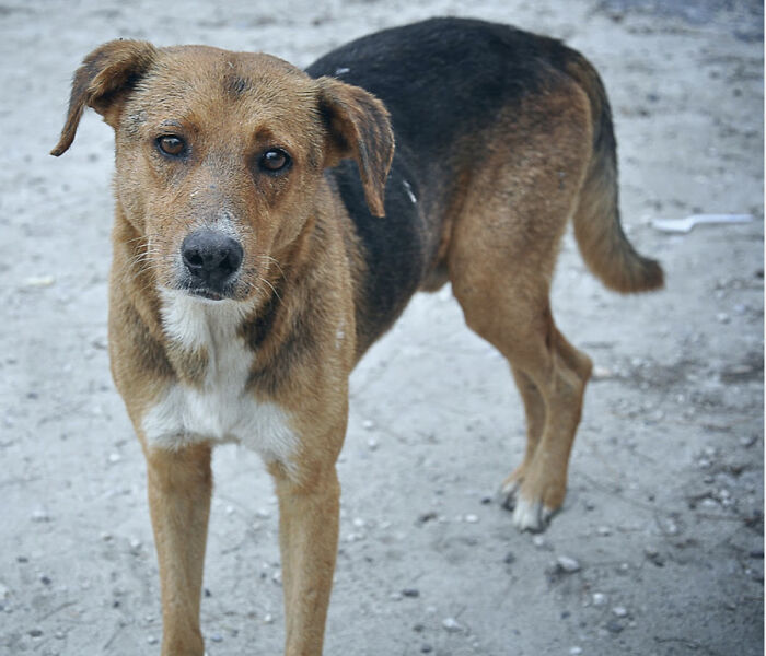 Strays And Rescues Need Your Help! Strays And Rescues Need Your Help!