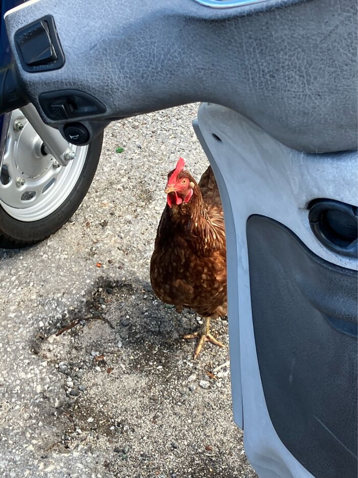This Chicken That Came To Pay Me A Visit!