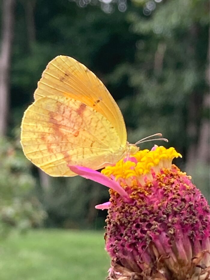 Beautiful Butterfly On Zinnia