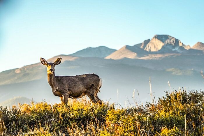 Deer In Rocky Mountain National Park