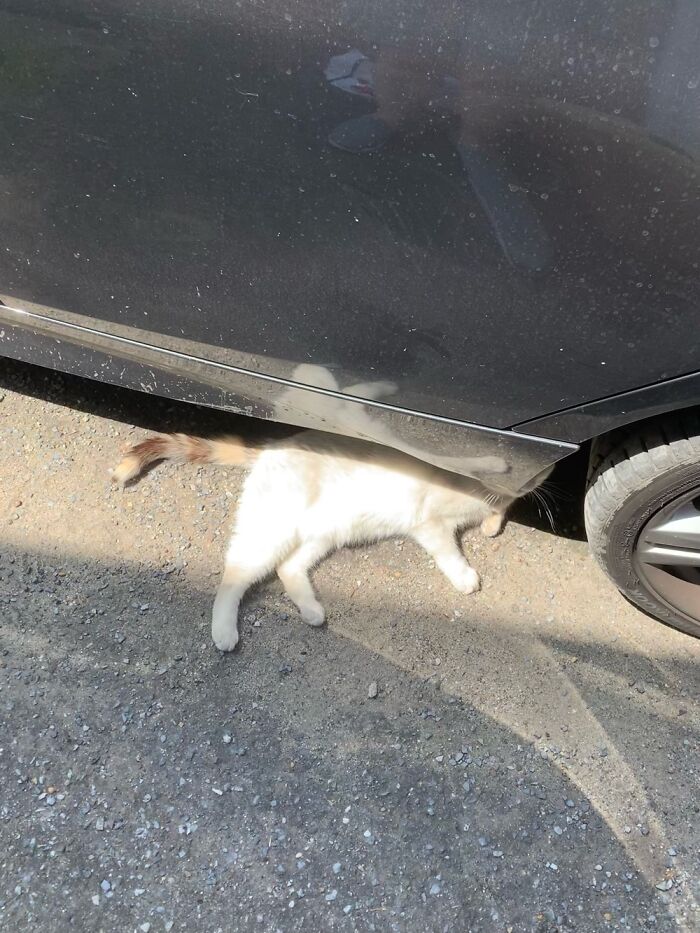 Oooooh, I See The Problem: You’re Leaking Cat!