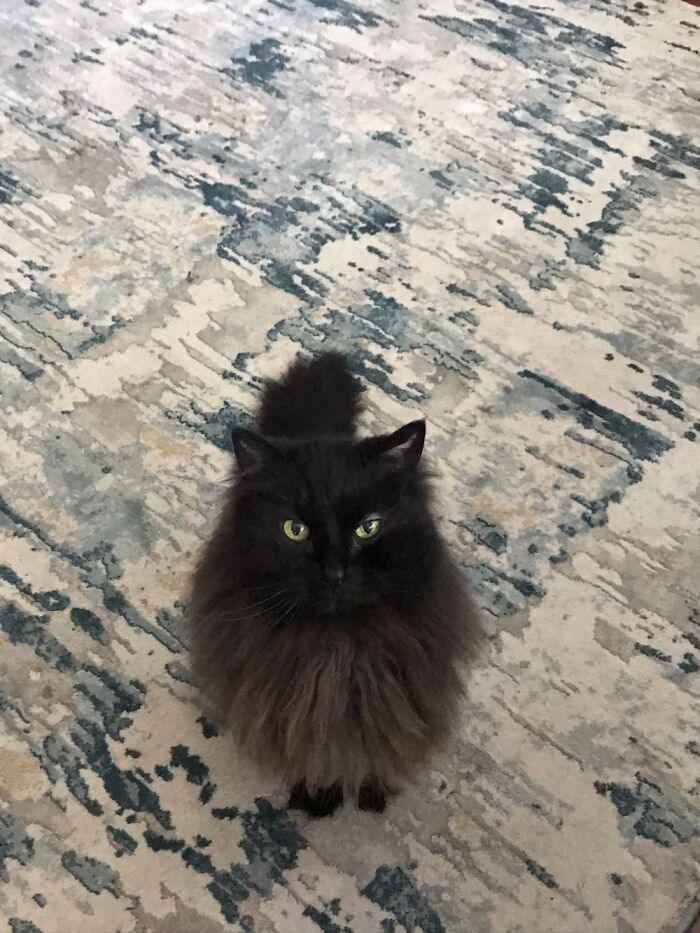 Black Jack Is My Cat