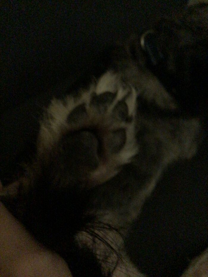 My Baby Dogs Beans
