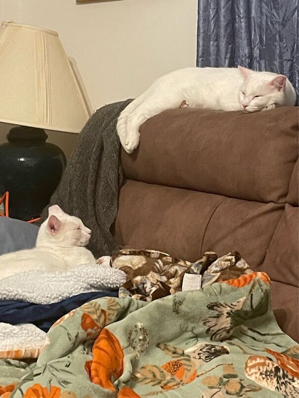 This Corner Of My Couch Has Been Taken Over By Cats & Blankets!