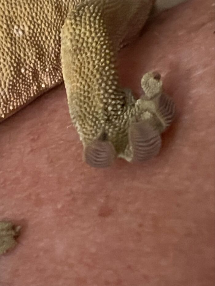 Curly Gecko Beans!