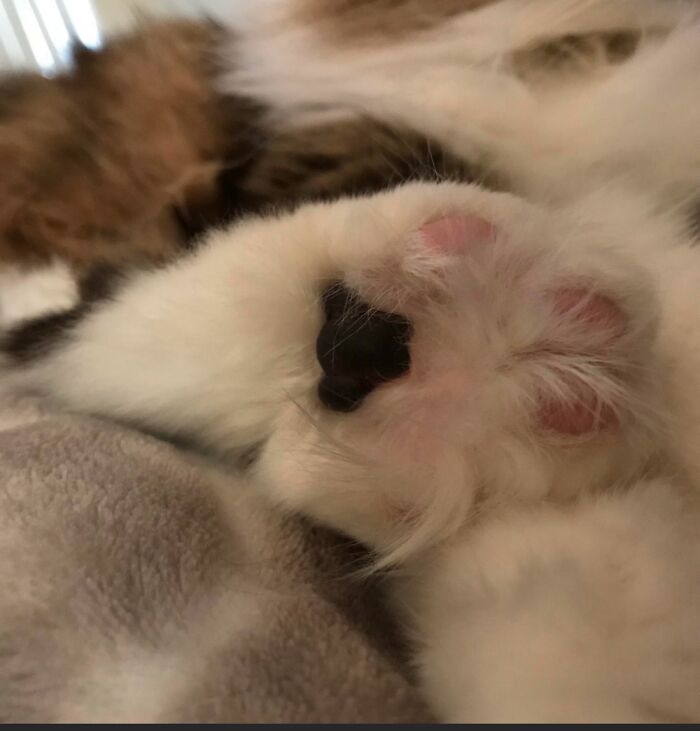 Fluffy Toe Beans