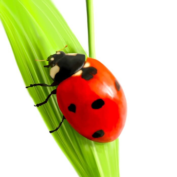 I Like This One. Digital Ladybug On Blade Of Grass