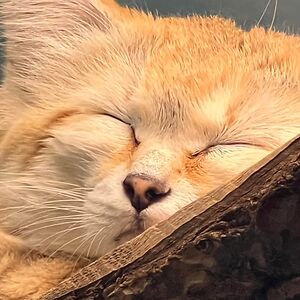 natalie_offerdahl avatar