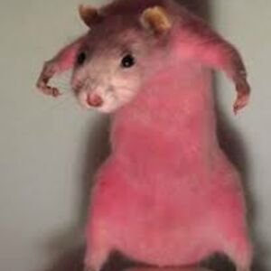 monbenjamin419 avatar