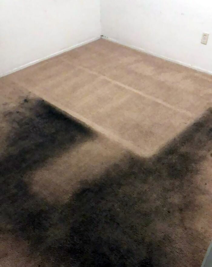 Our Roommate Moved Out Today…. All Of Those Stains Are Dog Urine