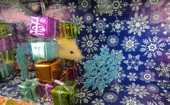 I Made A Christmas-Themed Obstacle Course For My Hamster Where In The End, It Reaches The Presents (15 Pics) I Made A Christmas-Themed Obstacle Course For My Hamster Where In The End, It Reaches The Presents (15 Pics)