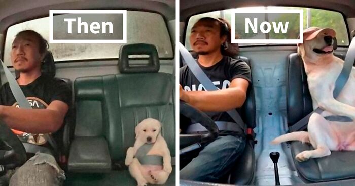 50 Memes That Are So Wholesome, You Can Even Show Them To Your Grandma (New Pics)