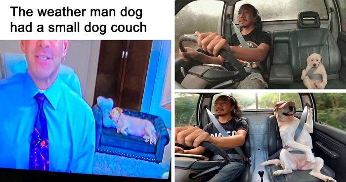 50 Memes That Are So Wholesome, You Can Even Show Them To Your Grandma (New Pics)