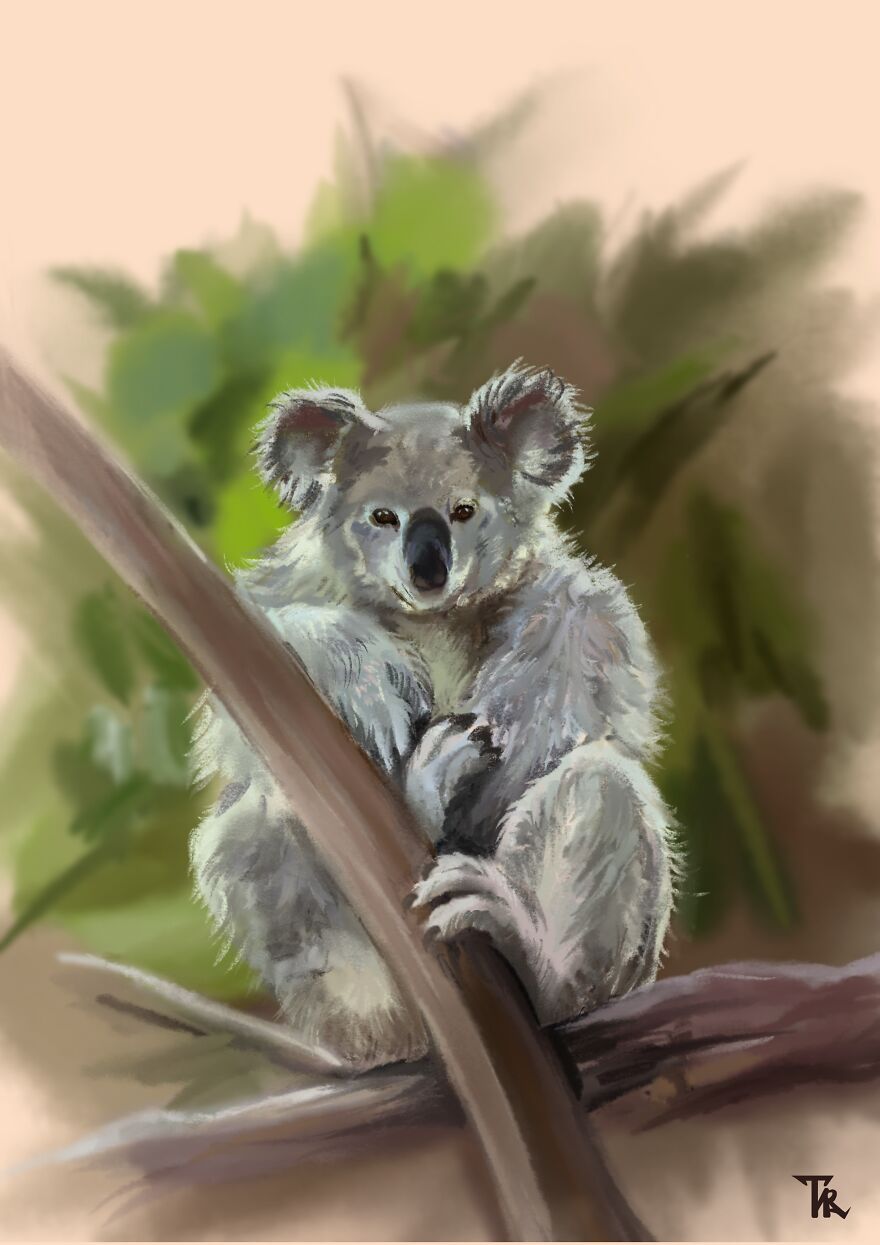An illustration of koala