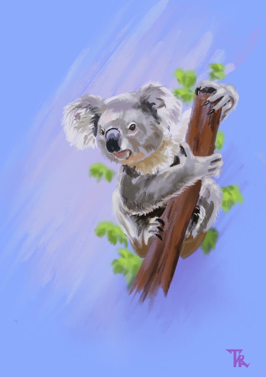 An illustration of koala