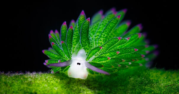 leaf-sheep-sea-slug-costasiella-kuroshimae-fb-63626ec655f2a.jpg