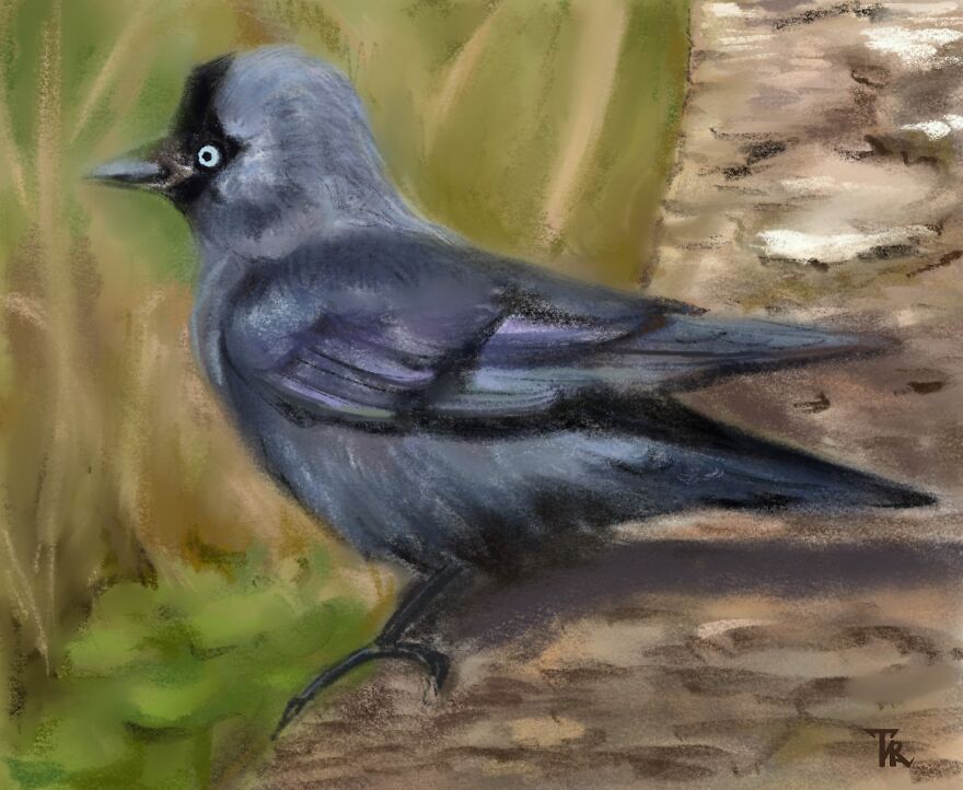 An illustration of a bird