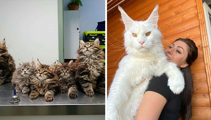 50 Ridiculously Stunning Maine Coon Cat Pics That You Just Have To See