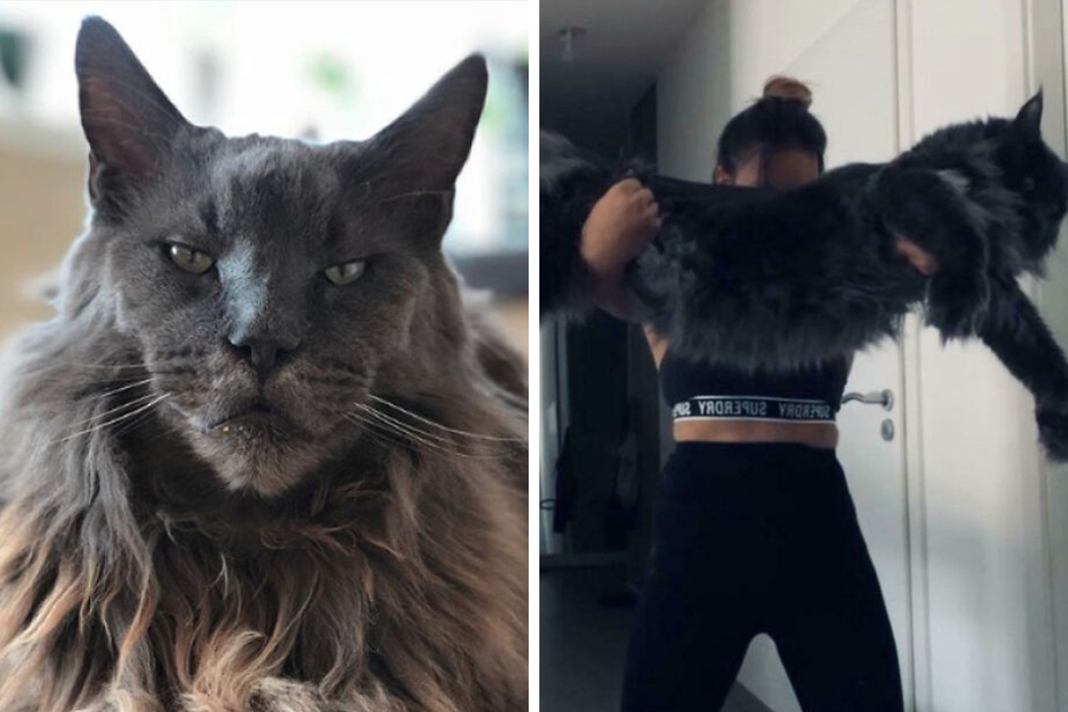 50 Ridiculously Stunning Maine Coon Cat Pics That You Just Have To See