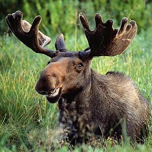 ManiacalMoose