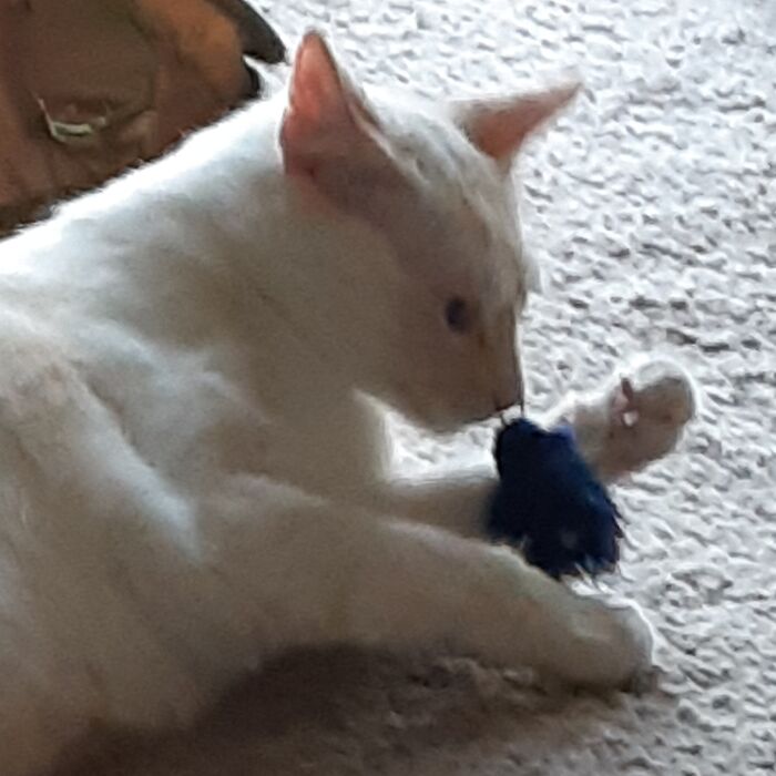Sunny Having A Deep Conversation With His Toy Mouse