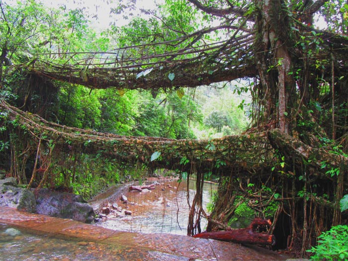 Living Root Bridges, Nongriat Village, Meghalaya