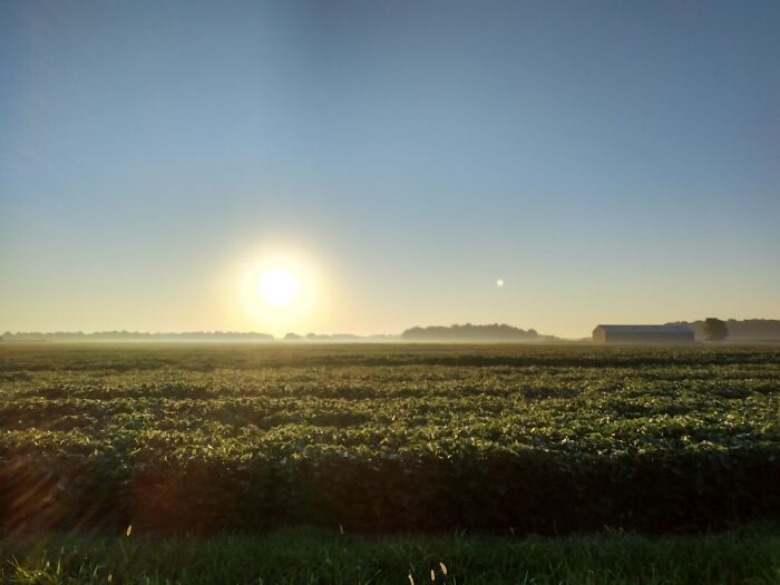 Sunrise Over Soybean Fields In My Lovely Rural Indiana Town